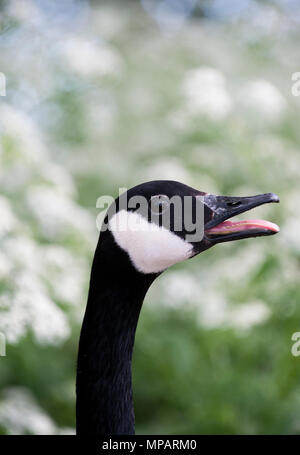 Kanadagans (Branta canadensis), erwachsene Männchen rufen, Walthamstow Stauseen, London, Großbritannien, Britische Inseln Stockfoto