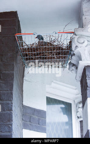 Eine Taube (Columba palumbus), die auf zwei Eiern in einem Zweignetz sitzt, das in einem Sainsburys-Einkaufskorb gebaut wurde, London, Großbritannien Stockfoto