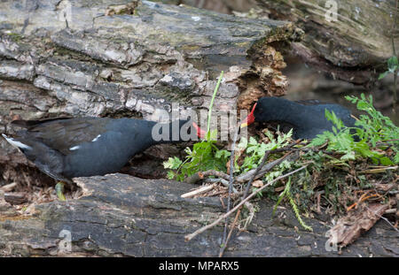 Gemeinsame Sumpfhuhn, (Gallinula chloropus), bietet Nistmaterial zu Paaren bebrüten die Eier im Nest, Regents Canal, London, Großbritannien, Britische Inseln Stockfoto