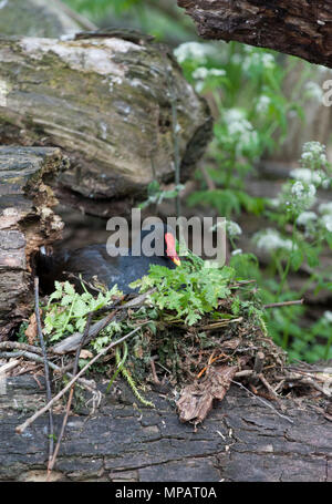 Nesting gemeinsame Sumpfhuhn, (Gallinula chloropus), auch waterhen oder der Sumpf Huhn, Regents Canal, London, Vereinigtes Königreich, Britischen Inseln bekannt Stockfoto