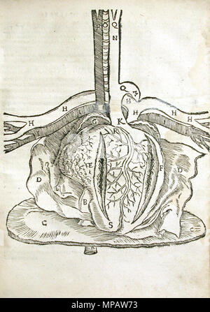 . Englisch: Zerlegung von Herzen, von Mondino Dei der Luzzi Anatomia Vetustis Mundini, Ad, 1541. 1541. Mondino Dei Luzzi, 1541 900 Mondino Dei Luzzi 1541 Herzen Stockfoto