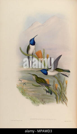 . Oreotrochilus pichina=Oreotrochilus Chimborazo jamesonii [1]. 1861. John Gould (1804 - 1881) Alternative Namen Gould Beschreibung britischer Zoologe Geburtsdatum / Tod 14. September 1804 vom 2. März 1881 Ort der Geburt / Todes Lyme Regis London Authority control: Q 313787 VIAF: 29597222 ISNI: 0000 0001 2125 9888 ULAN: 500006638 79100355 LCCN: n NLA: 35137514 WorldCat & Henry Constantine Richter (1821 - 1902) Beschreibung der Britischen Tiermaler Datum der Geburt / Tod 1821 vom 16. März 1902 Ort der Geburt des Royal Borough von Kensington und Chelsea Authority control: Q 1567083 VIAF: Stockfoto