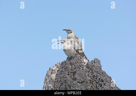 Ein Paar der Galápagos-spottdrosseln am Espanola Island Stockfoto