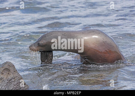 Galapagos Sea Lion posiert am Espanola Insel auf Galapagos Stockfoto