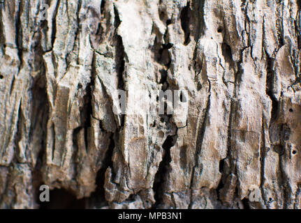 Dieses Bild ist ausreichend, um zu sehen, wenn Sie die Natur lieben. Es ist das Grauen Stamm, hat eine Menge Risse auf, dies ist das Kokosnuss Baum Stamm des alten Tre Stockfoto