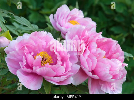 PAEONIA 'SHINMANE OTONE MAI' Stockfoto