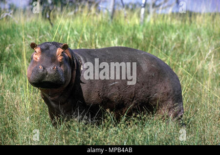 Nils Nilpferd (Hippopotamus amphibius), Tansania, Afrika Stockfoto