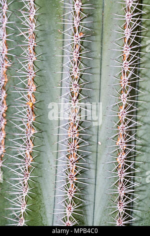 Mexikanische Riese Cardon, Krusbärspelarkaktus (Pachycereus pringlei) Stockfoto