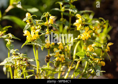 Gelbe Erzengel, Gulplister (Lamium galeobdolon) Stockfoto