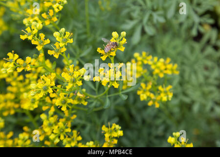 Gemeinsame rue, Vinruta (Ruta graveolens) Stockfoto