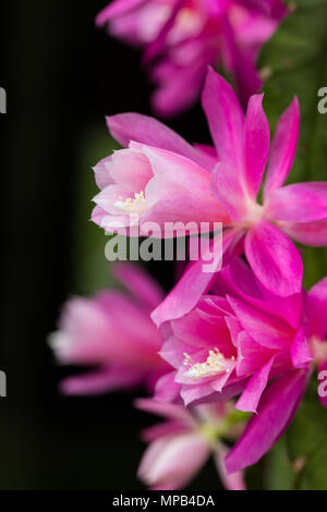 Deutsche Kaiserin, Drottningkaktus (Disocactus phyllanthoides) Stockfoto