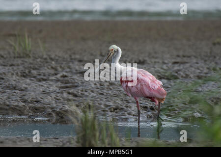 Rosalöffler, Platalea ajaja, Threskiornithidae, Rio Tarcoles, Costa Rica, Centroamerica Stockfoto