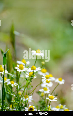 White Daisy auf grünem Feld Stockfoto