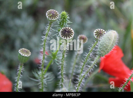 Gemeinsame Mohn (Papaver rhoeas) - Europäische Unkraut mit schönen roten Blumen Stockfoto
