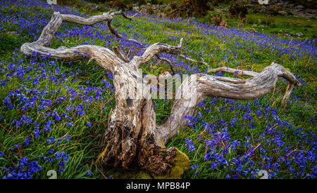 Der Teppich der bluebells an Rannerdale wachsen in offenen Hang, mit den meisten Tal drehen, blau, wenn Sie in der Blüte sind Stockfoto