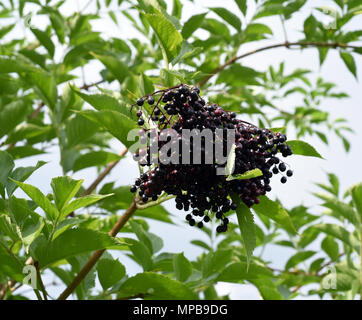 Sambucus nigra Holunderbeeren;;; Holunder; Beeren, schwarze Stockfoto