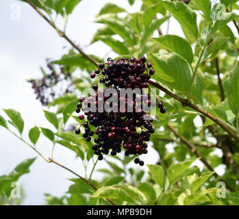 Sambucus nigra Holunderbeeren;;; Holunder; Beeren, schwarze Stockfoto