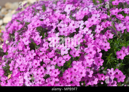 Phlox maculata Eva rosa Blüten Stockfoto