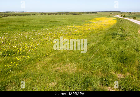 Feder Wildblumen blühen auf Kreide Grünland auf Salisbury Plain, in der Nähe der Larkhill, Wiltshire, England, Großbritannien Stockfoto