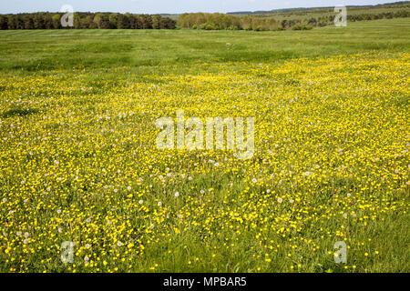 Feder Wildblumen blühen auf Kreide Grünland auf Salisbury Plain, in der Nähe der Larkhill, Wiltshire, England, Großbritannien Stockfoto