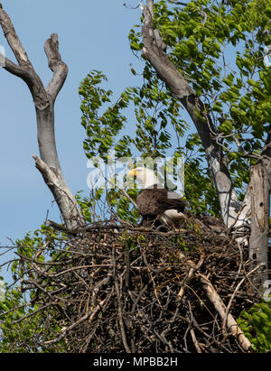 ARLINGTON, Virginia, USA - Bald Eagle Nest, in der Nähe von Potomac River. Haliaeetus leucocephalus Stockfoto