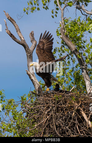 ARLINGTON, Virginia, USA - Erwachsene kahler Adler fliegt weg vom Nest mit zwei Küken, in der Nähe von Potomac River. Haliaeetus leucocephalus Stockfoto
