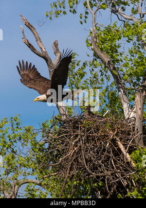 ARLINGTON, Virginia, USA - Erwachsene kahler Adler fliegt weg vom Nest mit zwei Küken, in der Nähe von Potomac River. Haliaeetus leucocephalus Stockfoto