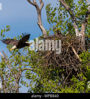 ARLINGTON, Virginia, USA - Erwachsene kahler Adler fliegt weg vom Nest mit zwei Küken, in der Nähe von Potomac River. Haliaeetus leucocephalus Stockfoto