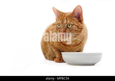 Ginger cat neben einem futternapf sitzen und seitlich auf der Suche - Isloatede auf Weiß. Stockfoto