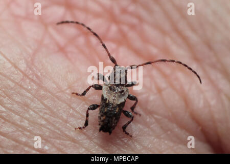 Weniger Thorn - gespitzt Longhorn Beetle Stockfoto