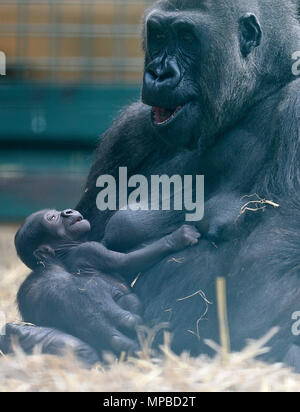 Ein Baby westlichen Flachlandgorilla ist in den Armen ihrer Mutter geschaukelt, Dihi auf Howletts Wild Animal Park in der Nähe von Canterbury in Kent. Der Park ist der erfolgreichste Züchter in die Welt der vom Aussterben bedrohten Arten. Stockfoto