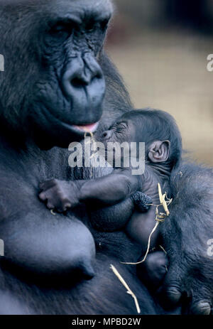 Ein Baby westlichen Flachlandgorilla ist in den Armen ihrer Mutter geschaukelt, Dihi auf Howletts Wild Animal Park in der Nähe von Canterbury in Kent. Der Park ist der erfolgreichste Züchter in die Welt der vom Aussterben bedrohten Arten. Stockfoto