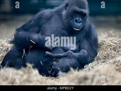 Ein Baby westlichen Flachlandgorilla ist in den Armen ihrer Mutter geschaukelt, Dihi auf Howletts Wild Animal Park in der Nähe von Canterbury in Kent. Der Park ist der erfolgreichste Züchter in die Welt der vom Aussterben bedrohten Arten. Stockfoto