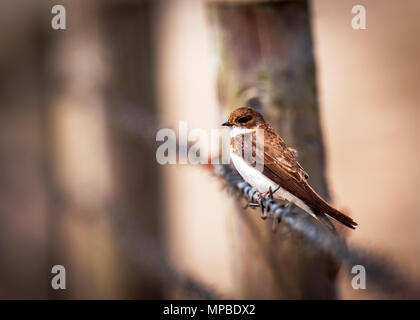 Uferschwalbe Stockfoto