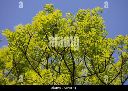 Esche, Gemeine Esche, Gewöhnliche Esche, Blatt, Blätter, Laub, Frühlingslaub, Baumkrone, Blattwerk, Fraxinus excelsior, Gemeinsame, Europäische Esche Esche, Blatt Stockfoto