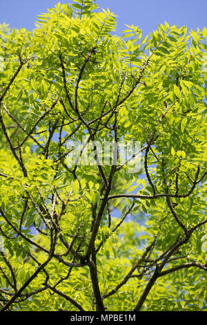 Esche, Gemeine Esche, Gewöhnliche Esche, Blatt, Blätter, Laub, Frühlingslaub, Baumkrone, Blattwerk, Fraxinus excelsior, Gemeinsame, Europäische Esche Esche, Blatt Stockfoto