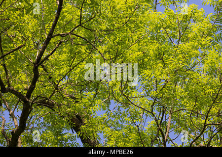 Esche, Gemeine Esche, Gewöhnliche Esche, Blatt, Blätter, Laub, Frühlingslaub, Baumkrone, Blattwerk, Fraxinus excelsior, Gemeinsame, Europäische Esche Esche, Blatt Stockfoto