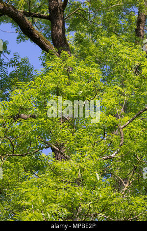 Esche, Gemeine Esche, Gewöhnliche Esche, Blatt, Blätter, Laub, Frühlingslaub, Baumkrone, Blattwerk, Fraxinus excelsior, Gemeinsame, Europäische Esche Esche, Blatt Stockfoto