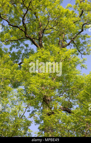 Esche, Gemeine Esche, Gewöhnliche Esche, Blatt, Blätter, Laub, Frühlingslaub, Baumkrone, Blattwerk, Fraxinus excelsior, Gemeinsame, Europäische Esche Esche, Blatt Stockfoto