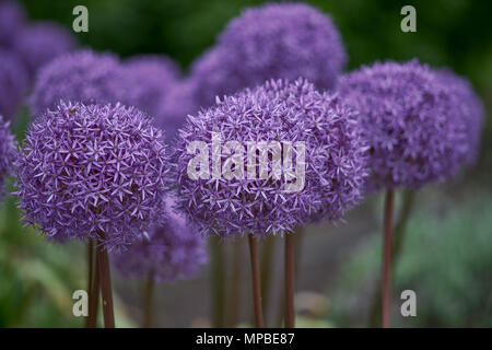 Zierpflanzen Knoblauch blüht lila Allium Gladiator Blumen close up Giant Giant Zwiebel Zwiebel blühen üppige Blüte Stockfoto
