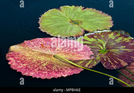 Bunte WASSER LILY PADS - nymphaea Stockfoto