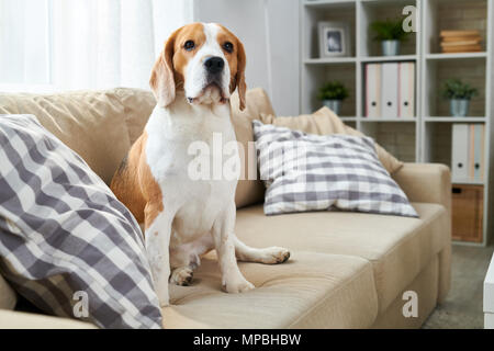 Großer freundlicher Hund auf der Couch Stockfoto
