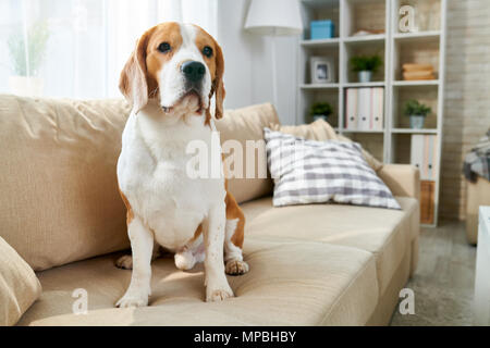Hund auf Sofa Stockfoto