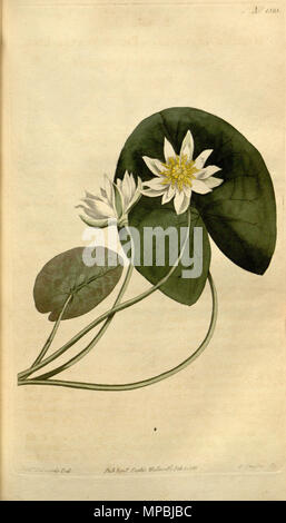 . Nymphaea pygmaea. 1813. Sydenham Edwards (Künstler) 936 Nymphaea pygmaea Bot. Mag. 37. 1525. 1813 Stockfoto