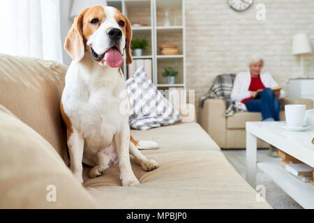 Beagle Hund auf der Couch entspannen Stockfoto