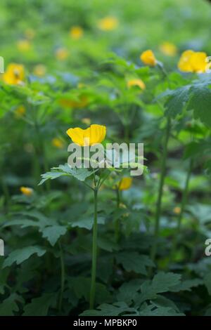 Stylophorum diphyllum, auch bekannt als schöllkraut Mohn, am Minnesota Landscape Arboretum außerhalb von Minneapolis in Chaska, Minnesota, USA. Stockfoto