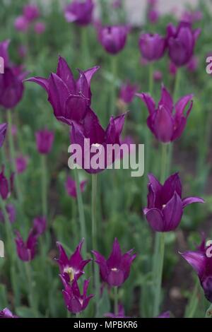 'Purple Dream' lily-blühenden Tulpen, am Minnesota Landscape Arboretum außerhalb von Minneapolis in Chaska, Minnesota, USA. Stockfoto