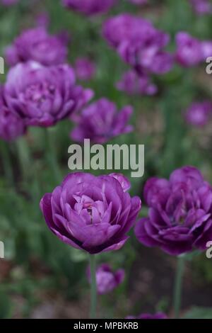 "Doppelte späte Tulpen Blau Spektakel', am Minnesota Landscape Arboretum außerhalb von Minneapolis in Chaska, Minnesota, USA. Stockfoto