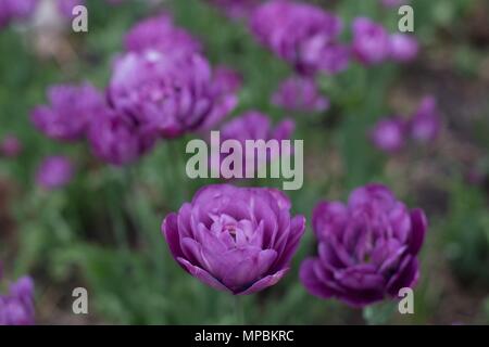 "Doppelte späte Tulpen Blau Spektakel', am Minnesota Landscape Arboretum außerhalb von Minneapolis in Chaska, Minnesota, USA. Stockfoto