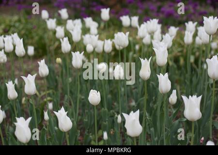 Lily-blühenden White triumphator Tulpen am Minnesota Landscape Arboretum außerhalb von Minneapolis in Chaska, Minnesota, USA. Stockfoto